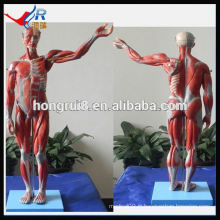 VENTE CHAUD 170cm Life Size Modèle humain d&#39;anatomie des muscles et organes humains de luxe